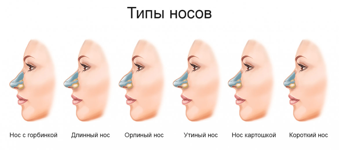 Округлый нос
